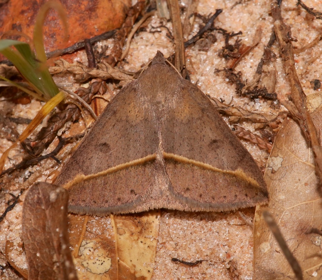 Yellow-lined Chocolate Moth