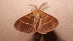 Macrothylacia digramma