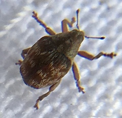 Coeliodes