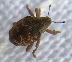 Coeliodes