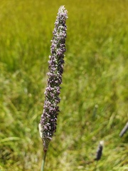 Phleum pratense