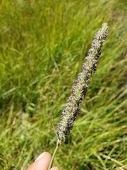 Phleum pratense