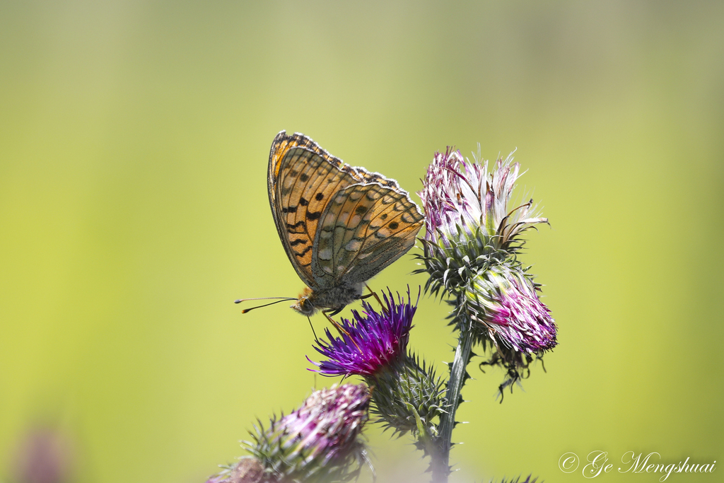 Argynnis xipe from 中国青海省海北藏族自治州海晏县 on August 19, 2020 at 01:02 PM by ...