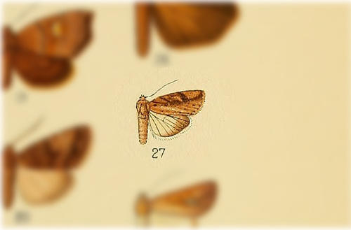 Macapta albivitta