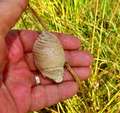 Tenodera superstitiosa