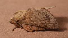 Phyllodesma suberifolia