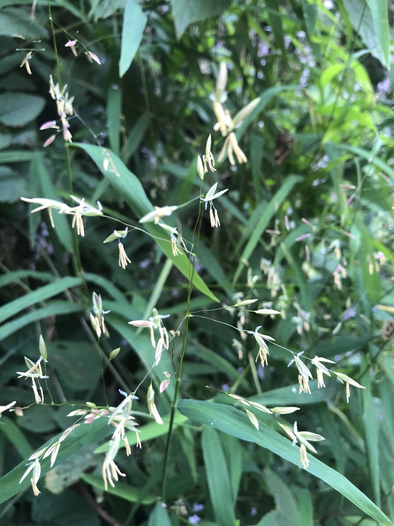 Prosphytochloa