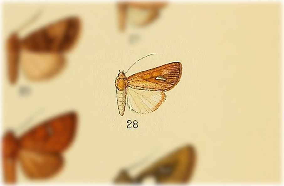 Macapta dileuca