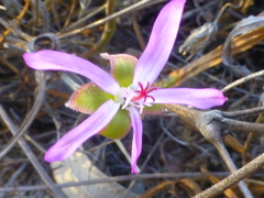 Pelargonium coronopifolium