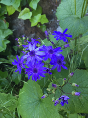 Pericallis × hybrida