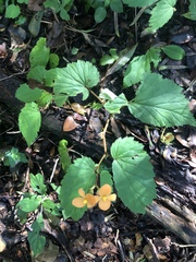 Begonia sutherlandii