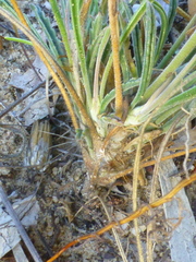 Pelargonium coronopifolium