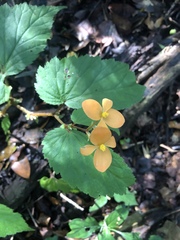 Begonia sutherlandii