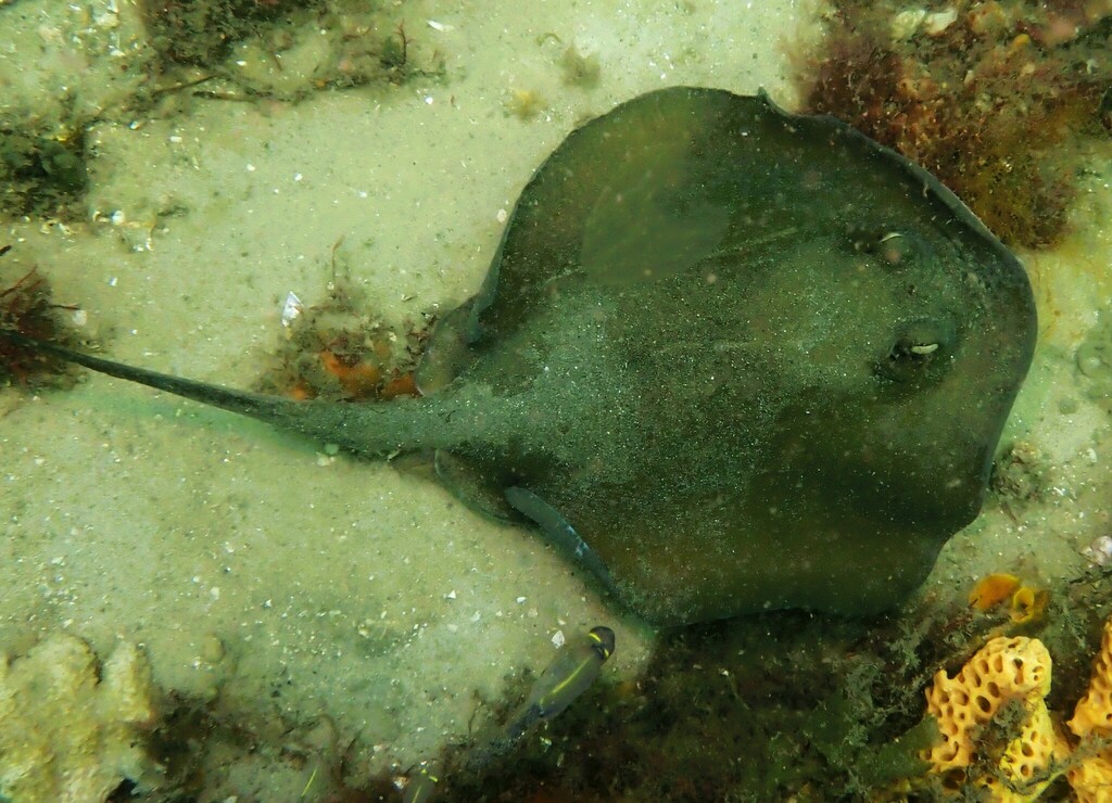 Common Stingaree from Port Stephens NSW 2319, Australia on November 18 ...