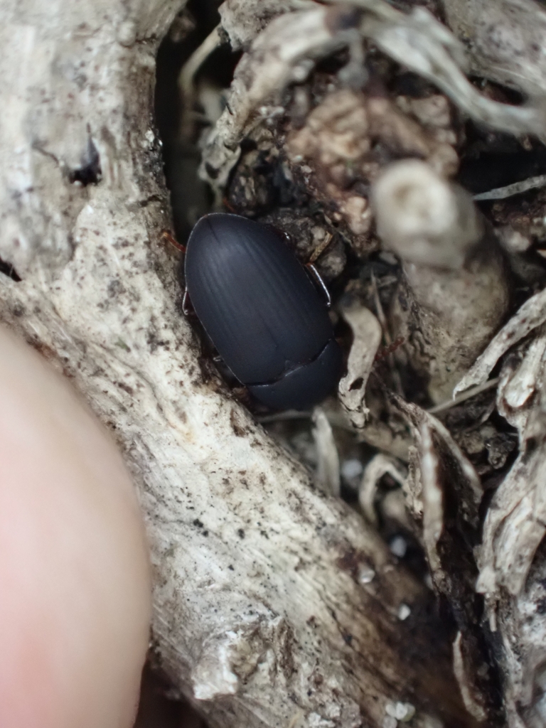 Darkling Beetles in November 2023 by Michelle Colpus · iNaturalist