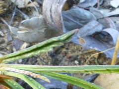 Pelargonium coronopifolium