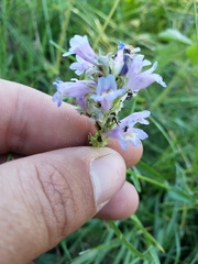 Penstemon rydbergii