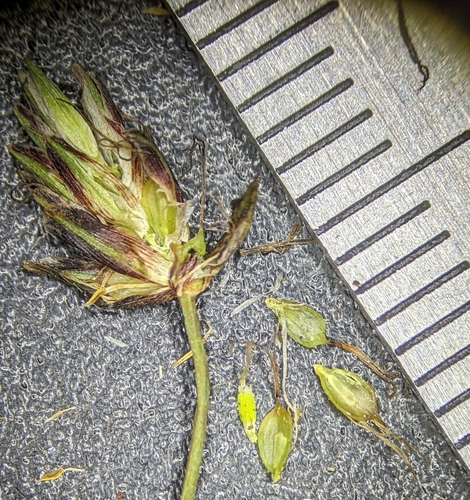 Isolepis crassiuscula iNat (3)