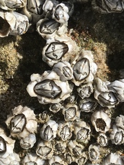 Chthamalus dentatus
