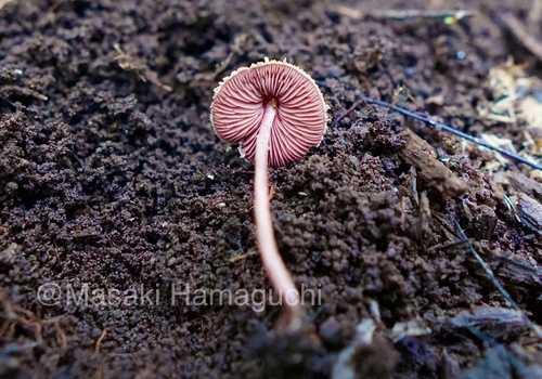 Melanophyllum haematospermum
