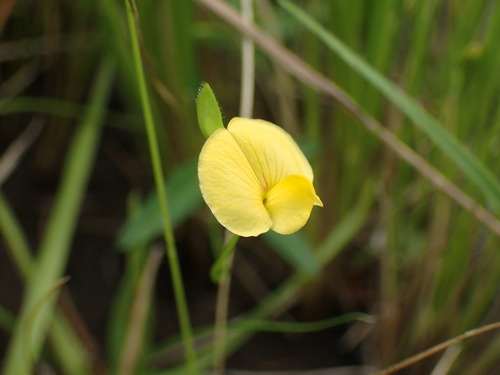 Image of Zornia milneana by (c) Mahomed Desai, some rights reserved (CC BY)