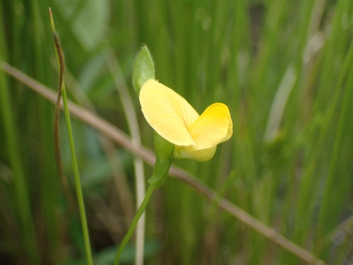 Image of Zornia milneana by (c) Mahomed Desai, some rights reserved (CC BY)