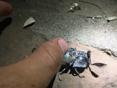 Tetralobus flabellicornis