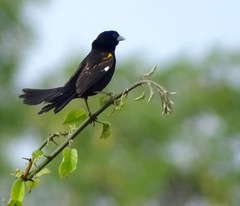Euplectes albonotatus