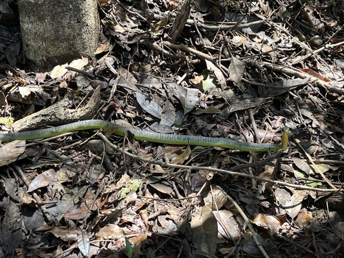 Common Tree Snake sighting