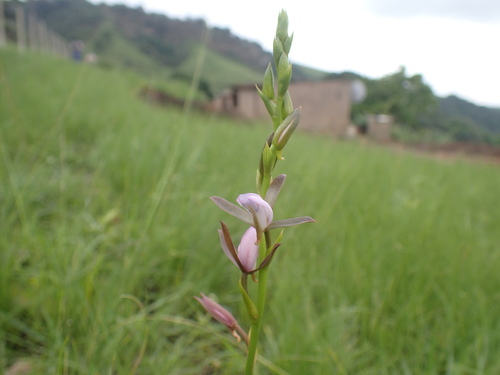Image of Eulophia hians by (c) Mahomed Desai, some rights reserved (CC BY)