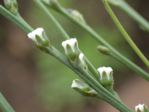 Image of Thesium natalense by (c) Mahomed Desai, some rights reserved (CC BY)