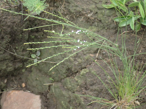Image of Thesium natalense by (c) Mahomed Desai, some rights reserved (CC BY)