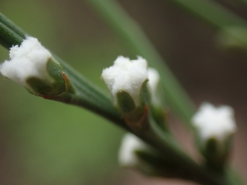 Image of Thesium natalense by (c) Mahomed Desai, some rights reserved (CC BY)
