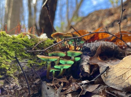 Hypholoma fasciculare