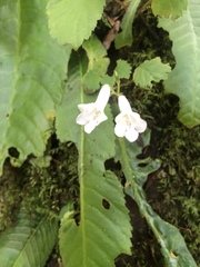 Streptocarpus wilmsii