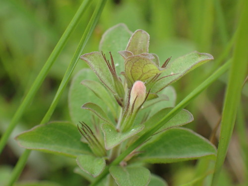 Image of Dyschoriste setigera by (c) Mahomed Desai, some rights reserved (CC BY)
