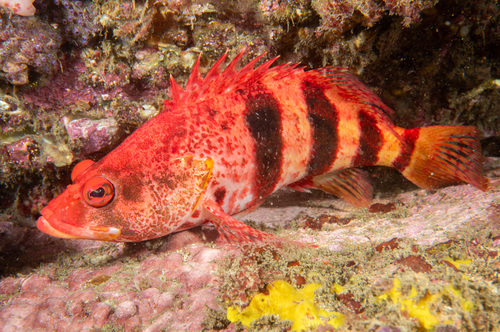 Banded seaperch (Hypoplectrodes nigroruber) — Serranidae — 3