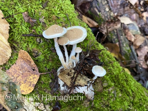 Asterophora lycoperdoides
