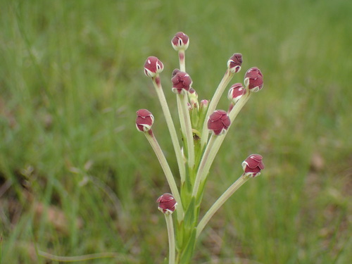 Image of Zaluzianskya elongata by (c) Mahomed Desai, some rights reserved (CC BY)