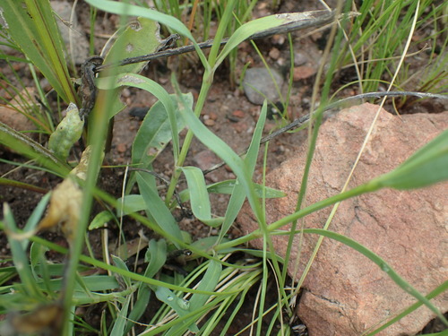 Image of Dianthus zeyheri by (c) Mahomed Desai, some rights reserved (CC BY)