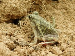 Scaphiopodidae