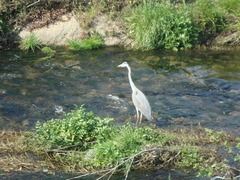 Ardea cinerea