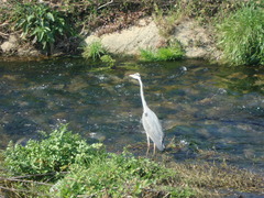 Ardea cinerea