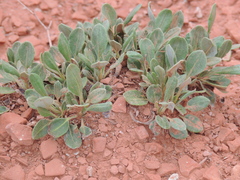 Eriogonum jamesii