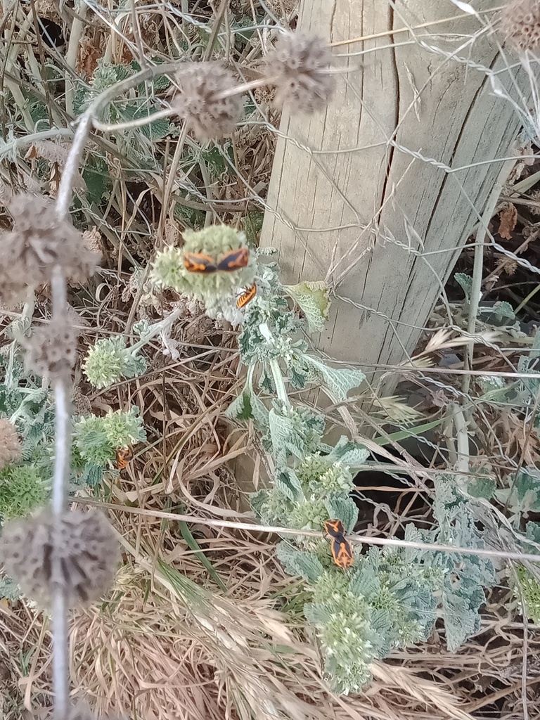 Horehound Bug from Canberra City Farm, Dairy Road, Fyshwick ACT