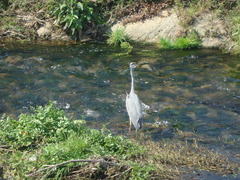 Ardea cinerea