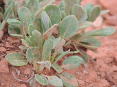 Eriogonum jamesii