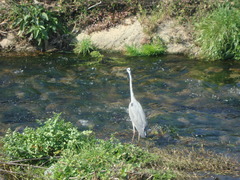 Ardea cinerea