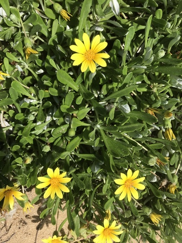 Gazania rigens