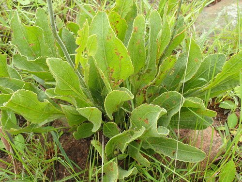 Image of Helichrysum acutatum by (c) Mahomed Desai, some rights reserved (CC BY)